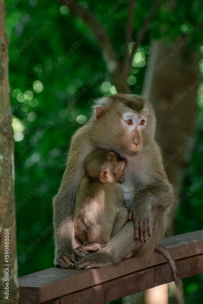 The Wild life of Khao Yai National park , Mother monkey with her baby The Wild life of Khao Yai National park , Mother monkey with her baby
