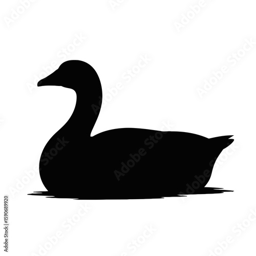 Graceful Swan Floating Calmly bird water