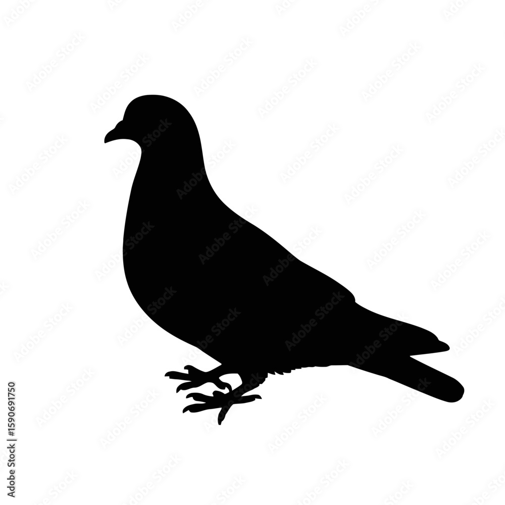 Fototapeta premium Pigeon Silhouette Standing bird avian