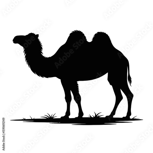 Silhouette of a Bactrian Camel animal desert