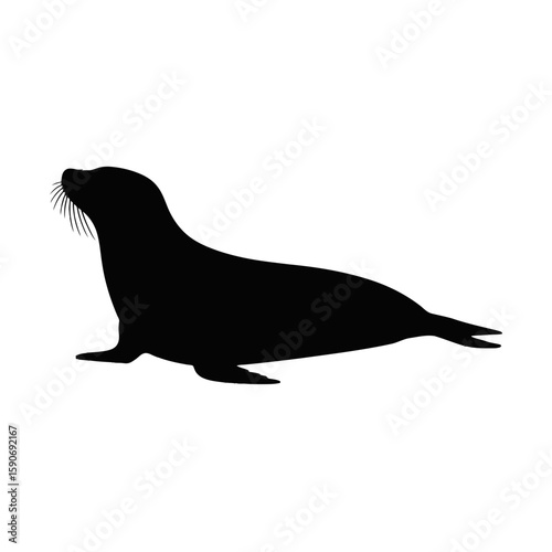Seal resting on its belly marine mammal animal