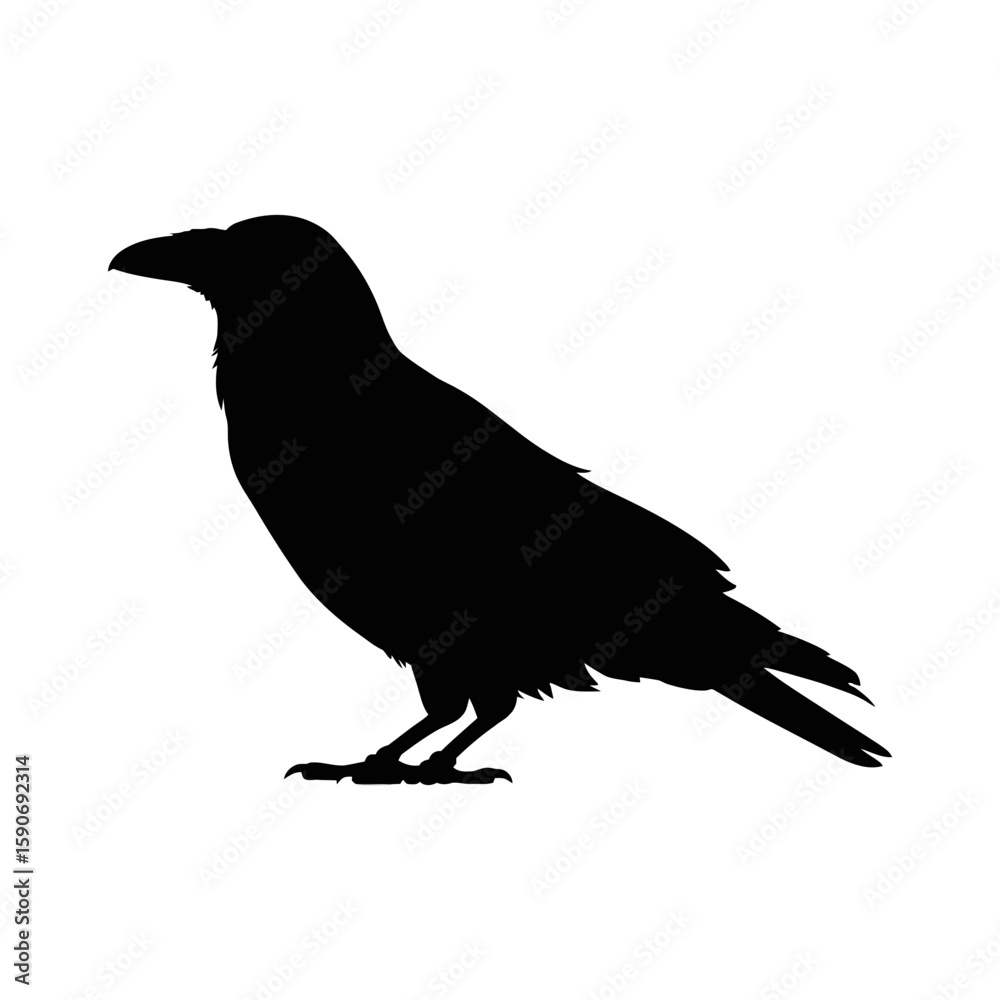 Fototapeta premium Silhouette of a standing raven bird black