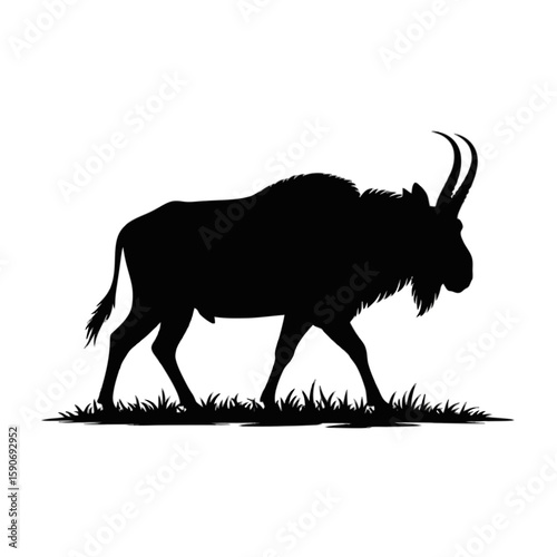 Wildebeest Grazing on White Background antelope mammal