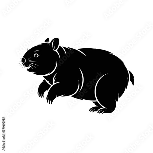 Wombat standing on white background marsupial animal