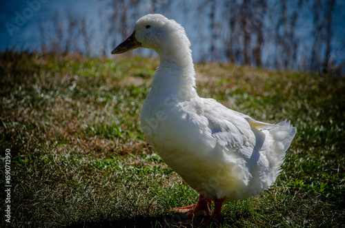 Beautiful White Duck Waddling Along A Pond
