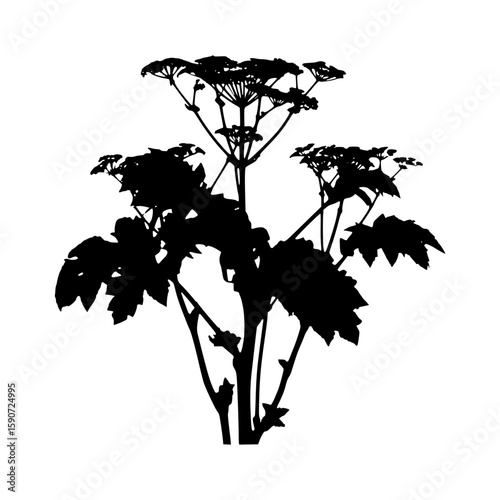 Black Plant Silhouette on White Background
