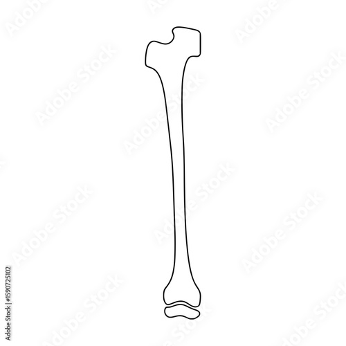 Line Art Bone Illustration - Anatomical Leg