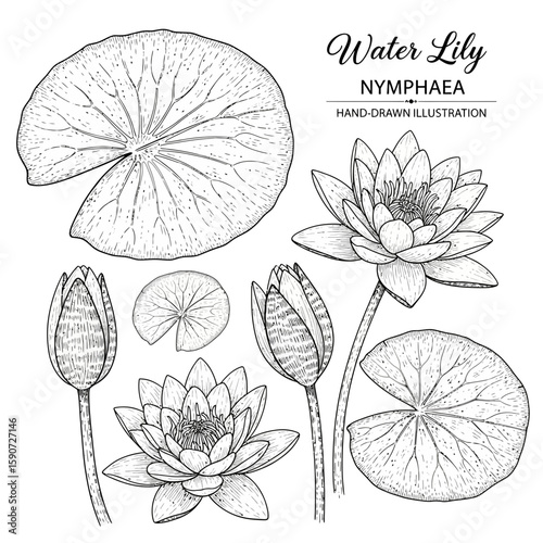 Detailed botanical illustration of water lily (Nymphaea) featuring open blossoms, buds, and floating leaves in a hand-drawn style.