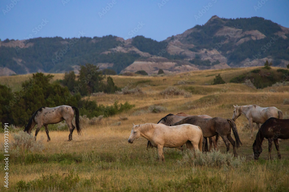Wild horses at Theodore Roosevelt National Park, North Dakota Wild horses at Theodore Roosevelt National Park, North Dakota