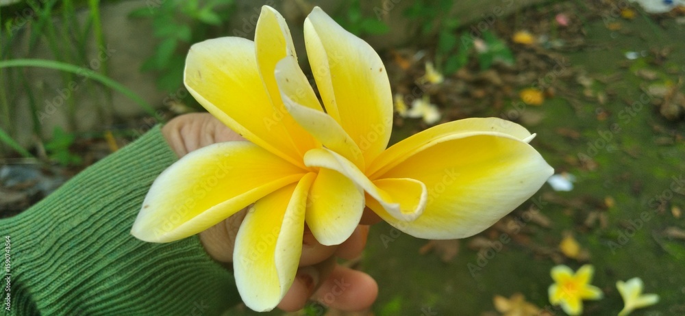 Obraz premium yellow frangipani flowers