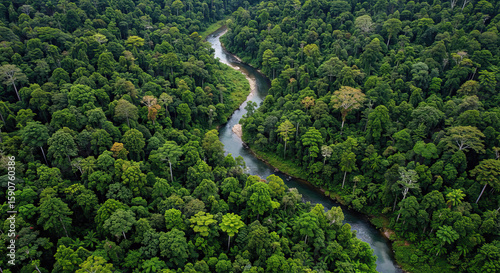 Fototapeta Naklejka Na Ścianę i Meble -  Aerial view of Malaysia tropical rain forest with river.