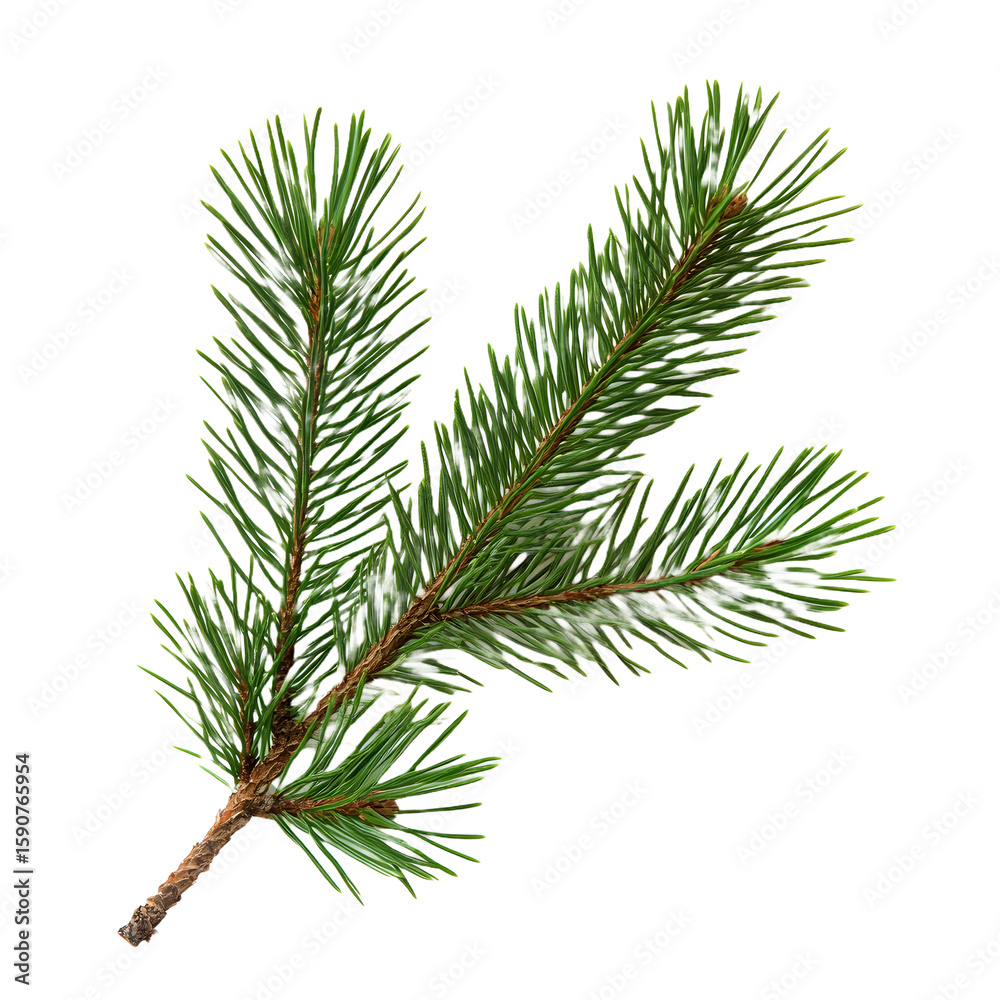 A vibrant green pine branch with sharp needles and a textured brown stem isolated on transparent background A vibrant green pine branch with sharp needles and a textured brown stem isolated on transparent background