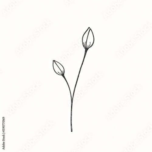 Delicate spring floral buds with transparent background ideal for nature illustrations and botanical designs