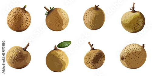 Multiple vector illustrations of delicately drawn longans

