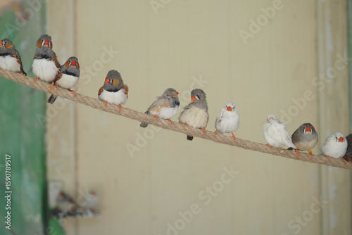 Birds perched on a rope in a lively indoor setting