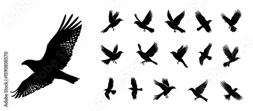 Flying bird silhouette collection with wings spread in different flight poses vector