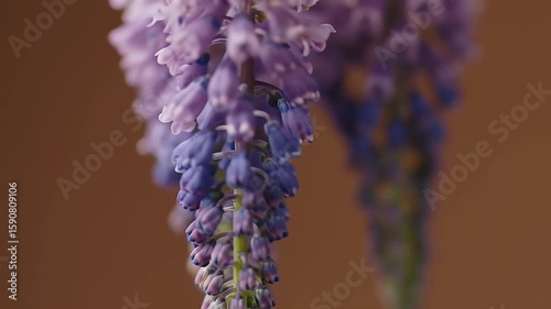 Drooping Purple and Lavender Flower in Macro Detail on Tan Background Close Up