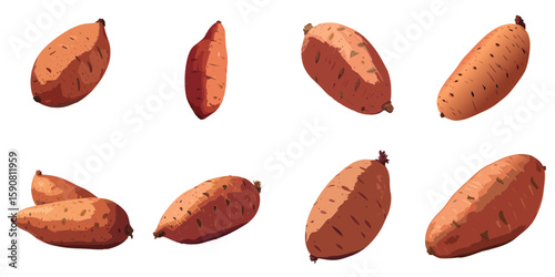 Multiple vector illustrations of delicately drawn sweet potatoes

