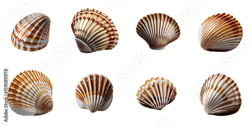Multiple vector illustrations of delicately drawn clams

