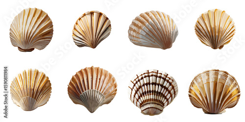 Multiple vector illustrations of delicately drawn scallops

