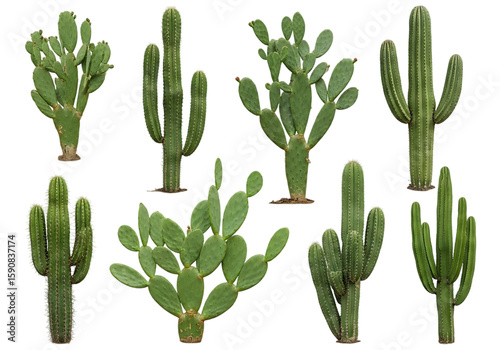 Various Green Cacti Collection cactus succulent