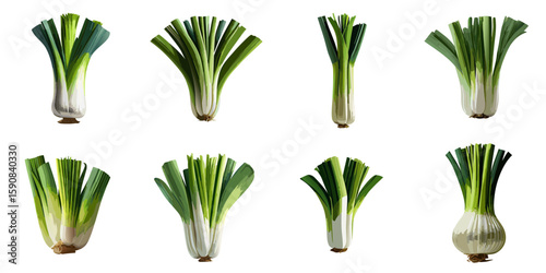 Multiple vector illustrations of delicately drawn green onions

