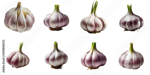 Multiple vector illustrations of delicately drawn garlics

