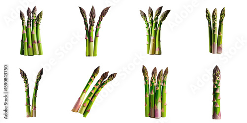 Multiple vector illustrations of delicately drawn asparagus

