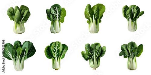 Multiple vector illustrations of delicately drawn bok choy

