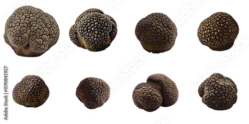 Multiple vector illustrations of delicately drawn black truffles


