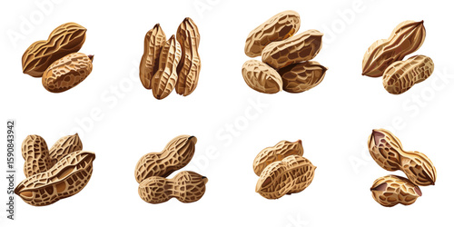 Multiple vector illustrations of delicately drawn peanuts

