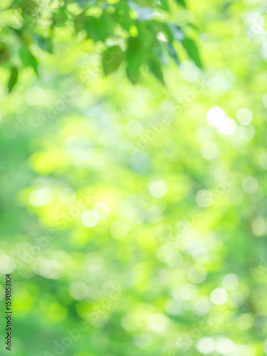新緑の木漏れ日の様子。爽やかな光の風景。