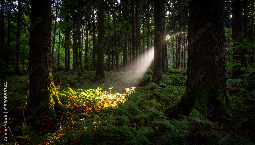 Obraz premium Sunlit Forest Path: Golden Beams Illuminate Lush Green Undergrowth