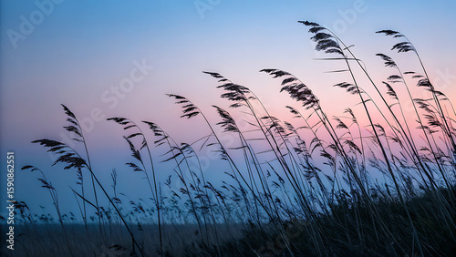 Serene Dusk Silhouette of Grass Against Colorful Sky, Capturing the Calm and Beauty of Nature's Gentle Transition