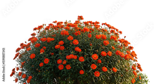 Vibrant orange daisy bush with dense blooms and green foliage illuminated by sunlight.