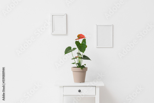 Beautiful Anthurium flower ...