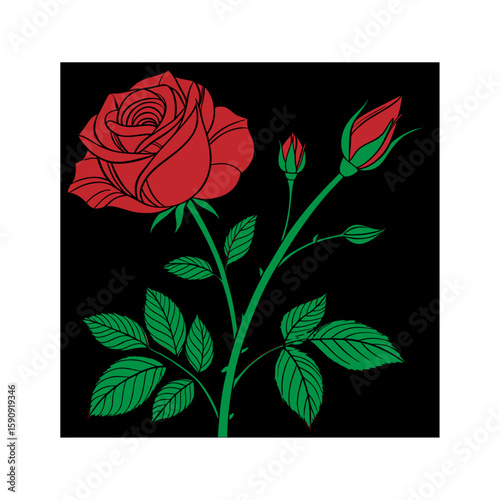 red rose on a black background