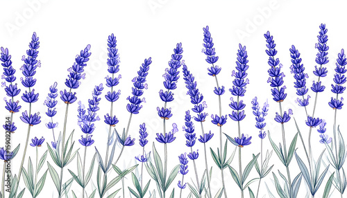 Watercolor Lavender Floral Border