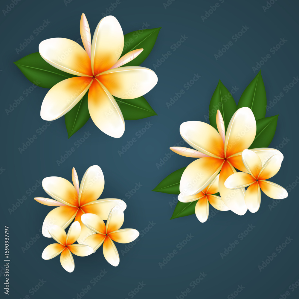 Dok Champa flower
Plumeria flower Laos
Frangipani isolated white background
Laos national flower
Tropical plumeria blossom