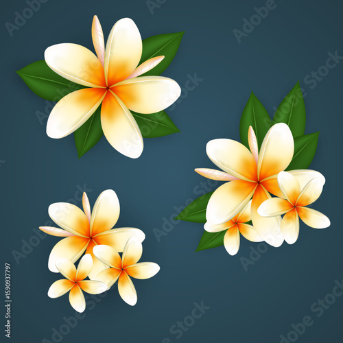 Dok Champa flower
Plumeria flower Laos
Frangipani isolated white background
Laos national flower
Tropical plumeria blossom