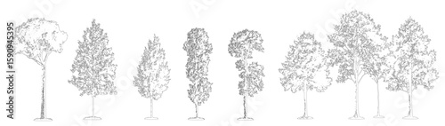 set of trees in lines in minimalist CAD. Set of sections of wetland forest outlines for landscape design drawing. Vector illustration in separate elements.