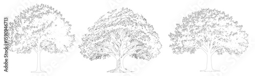 set of trees in cad lines architecture and landscaping model