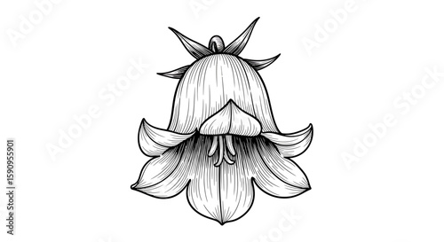 Elegant bellflower illustration in grayscale, perfect for botanical designs and nature-themed projects