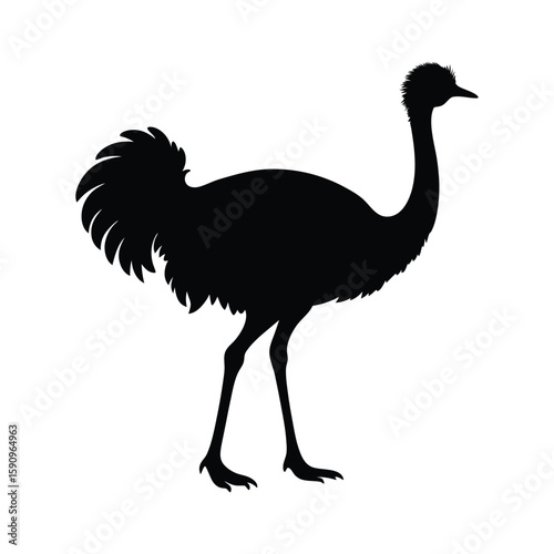 Cartoon ostrich vector illustration, a cute wild bird isolated on a white background