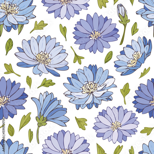 Chicory Vector Illustration with Seamless Pattern Design