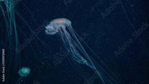 Elegant jellyfish with long flowing tentacles, softly glowing in pink and white hues.