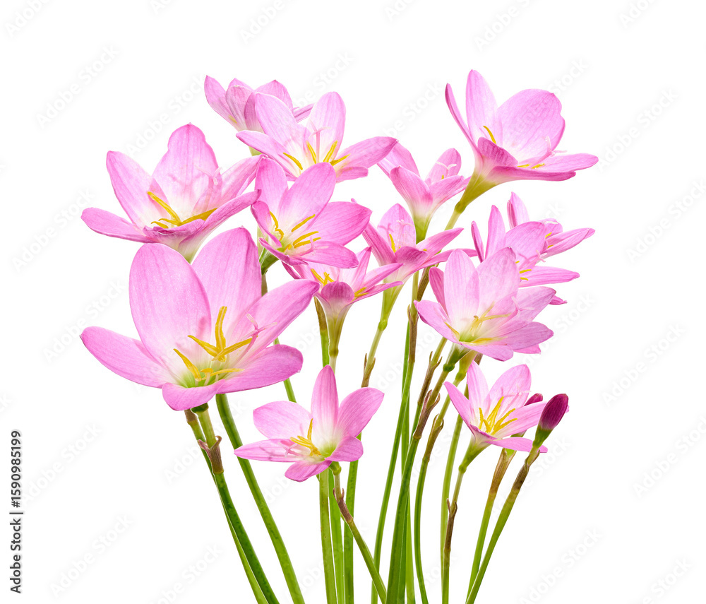 Fototapeta premium Pink rain lily flower, Pink flower blooming isolated on white background, with clipping path 