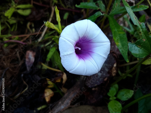 Blooming Sweet Potato Flower with Bright Petals in Garden