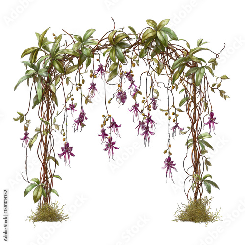 realistic hanging vines forming curved jungle arch isolated on transparent background