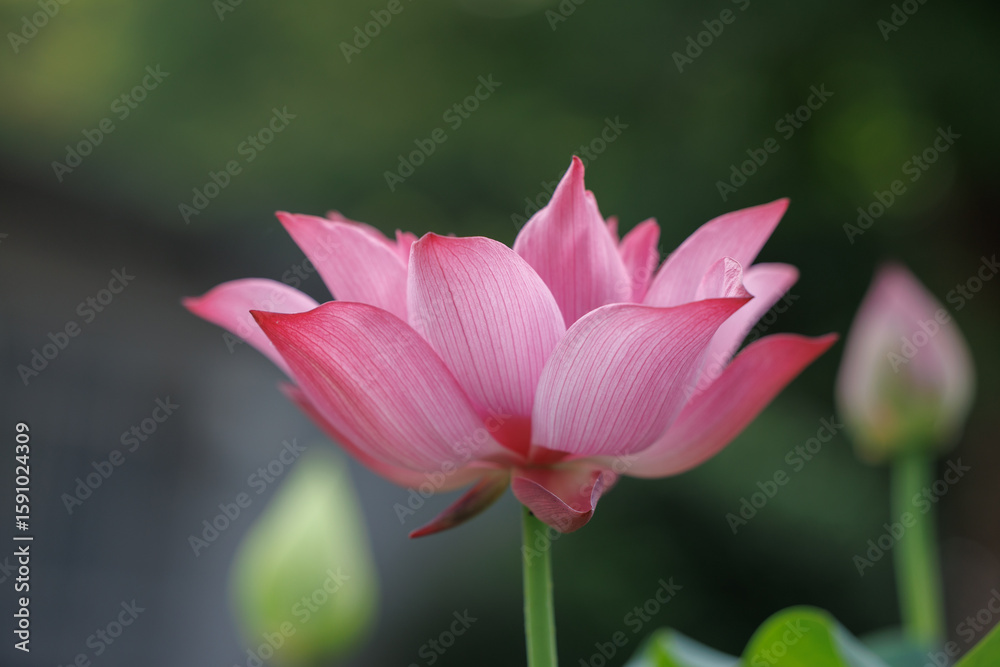Beautifully blooming potted lotus Beautifully blooming potted lotus